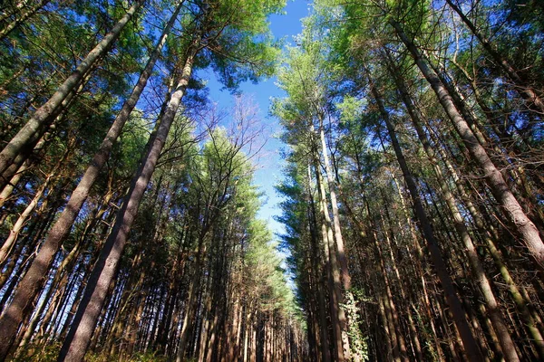 Tall Pines Area Walnut Woods Metro Park Groveport Ohio — Stockfoto