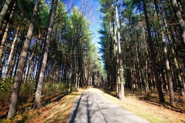 stock image Tall Pines Area, Walnut Woods Metro Park, Groveport, Ohio