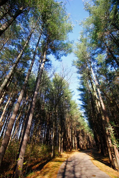 stock image Tall Pines Area, Walnut Woods Metro Park, Groveport, Ohio