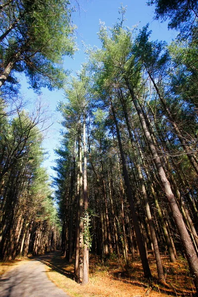 Uzun Pines Bölgesi Walnut Woods Metro Parkı Groveport Ohio - Stok İmaj