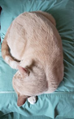 Cream Tabby Cat Sleeping on an aqua-blue pillow