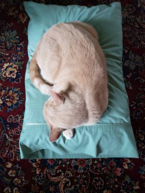 Cream Tabby Cat Sleeping on an aqua-blue pillow