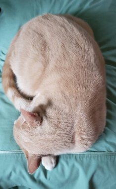 Cream Tabby Cat Sleeping on an aqua-blue pillow