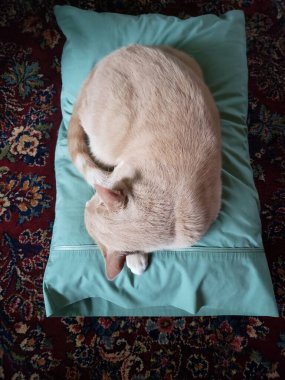 Cream Tabby Cat Sleeping on an aqua-blue pillow