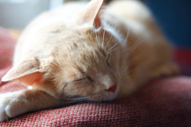 Sleeping Cream Tabby Cat on a Red Pillow