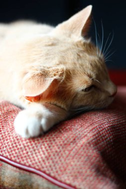 Sleeping Cream Tabby Cat on a Red Pillow
