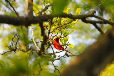 Manolya Ağacındaki Erkek Kardinal Kuş
