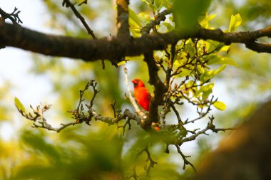 Manolya Ağacındaki Erkek Kardinal Kuş