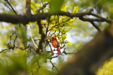 Manolya Ağacındaki Erkek Kardinal Kuş