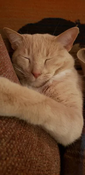Crema Tabby Cat Durmiendo Con Una Manta Que Cubre — Foto de Stock