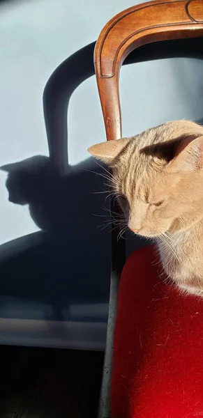 Creme Tabby Cat Sentado Uma Cadeira Vermelha Com Sua Sombra — Fotografia de Stock