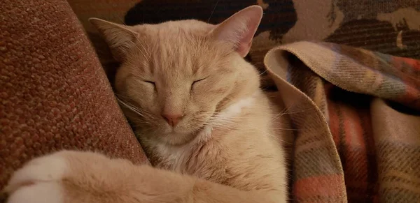 Krem Tabby Cat Śpi Kocem Zakrywając — Zdjęcie stockowe