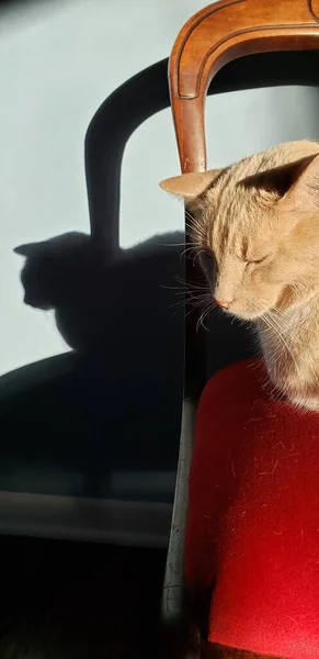 Kot Tabby Kot Siedzi Czerwonym Krześle Cieniem Niebieskim Murze — Zdjęcie stockowe