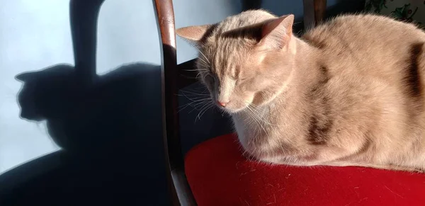 Crema Tabby Cat Seduta Una Sedia Rossa Con Sua Ombra — Foto Stock