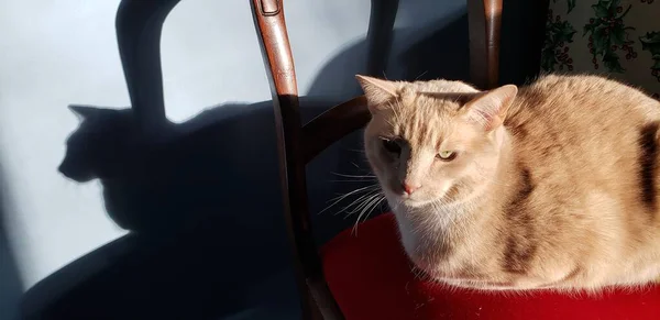 Cream Tabby Cat Sitting Red Chair Its Shadow Blue Wall — стоковое фото