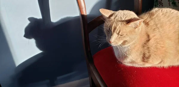 Chat Crème Tabby Assis Sur Une Chaise Rouge Avec Son — Photo