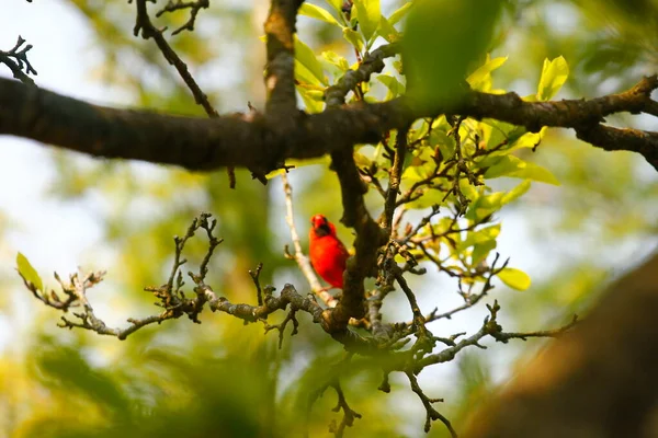 Cardeal Pássaro Numa Árvore Magnólia — Fotografia de Stock