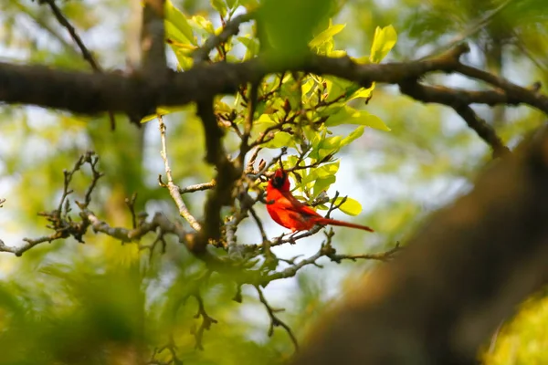 Man Kardinal Fågel Magnolia Träd — Stockfoto