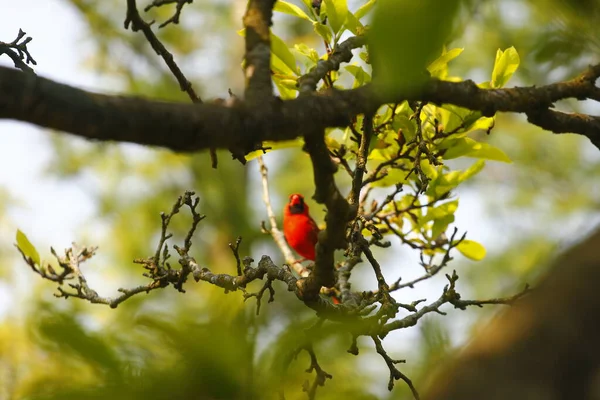 Αρσενικό Πουλί Καρδινάλιος Δέντρο Μανόλια — Φωτογραφία Αρχείου