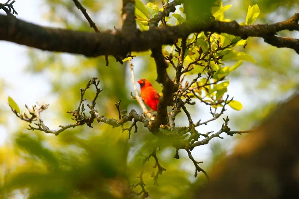 Mężczyzna Kardynał Ptak Magnolia Drzewo — Zdjęcie stockowe