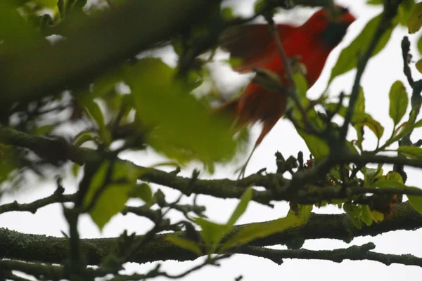 Hombre Cardenal Pájaro Árbol Magnolia — Foto de Stock
