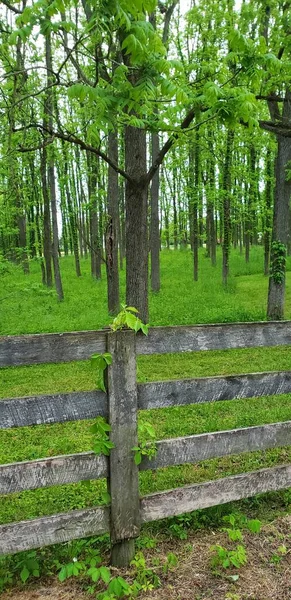 Wooden Fence with Forest Behind It
