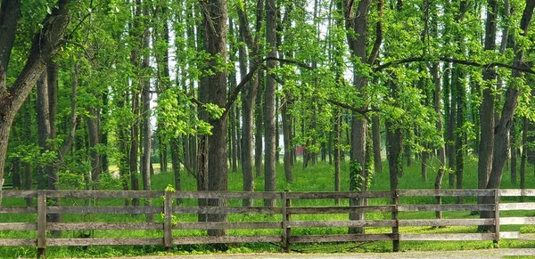 Wooden Fence Forest — Stock Photo, Image