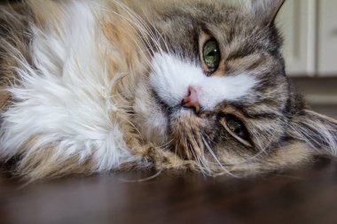 Serene Ragamuffin Kedi Dinleniyor