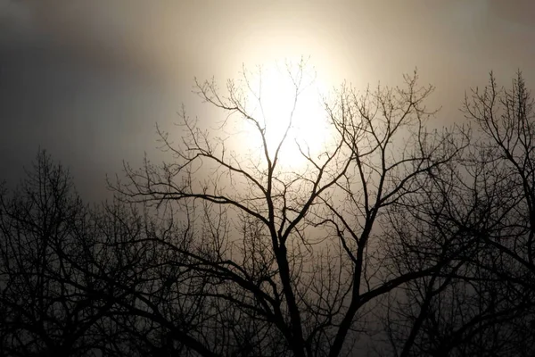 Mlhavé Zimní Ráno Siluetami Stromů Ohio — Stock fotografie
