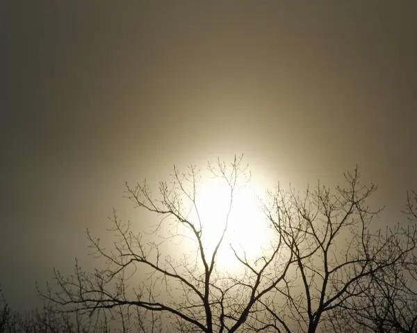 Туманний Зимовий Ранок Силуетними Деревами Огайо — стокове фото