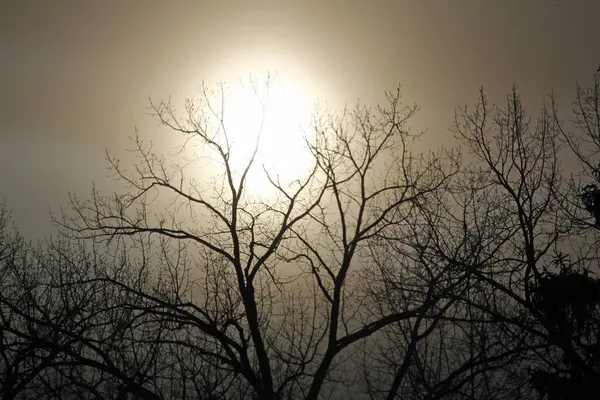 Foggy Winter Morning Com Árvores Silhuetas Ohio — Fotografia de Stock