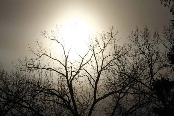 Туманное Зимнее Утро Силуэтными Деревьями — стоковое фото