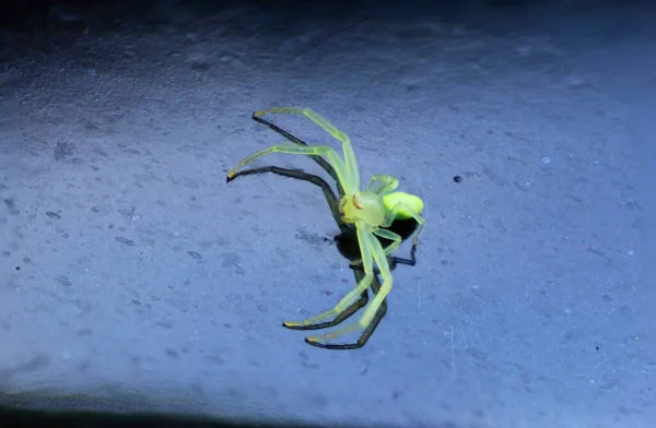 Green Crab Spider Tegen Een Zwarte Achtergrond — Stockfoto
