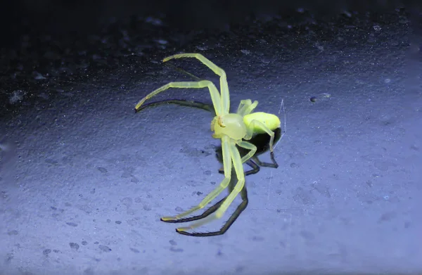 Vue Une Araignée Crabe Vert Sur Fond Noir — Photo