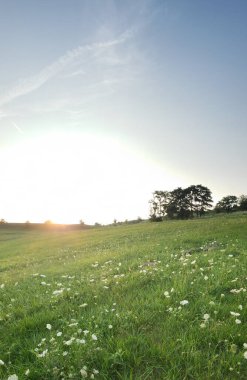 Kraliçe Anne 'in Yaz Danteli Sahası, Ohio