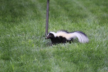 Banliyö avlusunda düşen kuş yemi ile beslenen kokarcanın görüntüsü