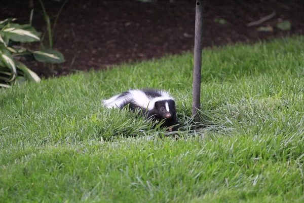 Banliyö avlusunda düşen kuş yemi ile beslenen kokarcanın görüntüsü