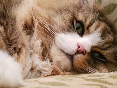 Sevimli Ragamuffin Kedisi Yerde Dinleniyor