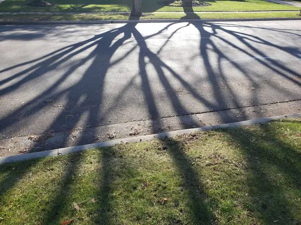 View of Long Tree Shadows Falling Across a Neighborhood Street