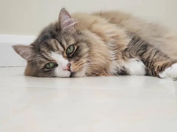 View of a Ragamuffin Cat Resting on a Flat White Floor