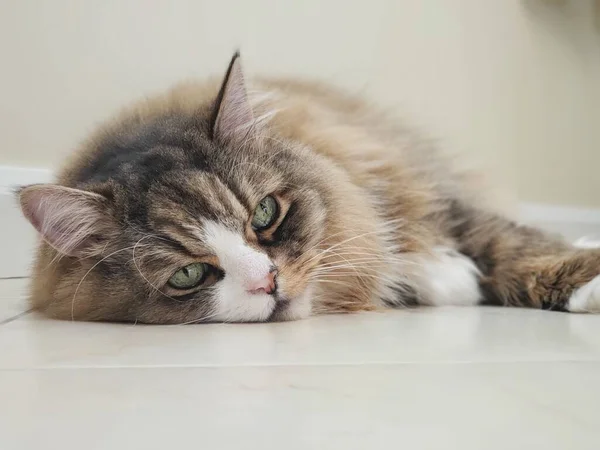 View of a Ragamuffin Cat Resting on a Flat White Floor