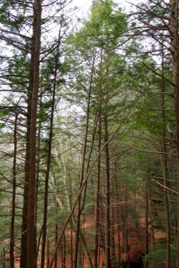 Fısıldayan Mağara, Hocking Hills Eyalet Parkı, Ohio