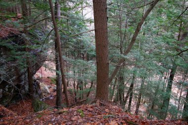 Fısıldayan Mağara, Hocking Hills Eyalet Parkı, Ohio