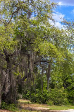 Görünümler Apopka Gölü Döngü Yolu, Florida