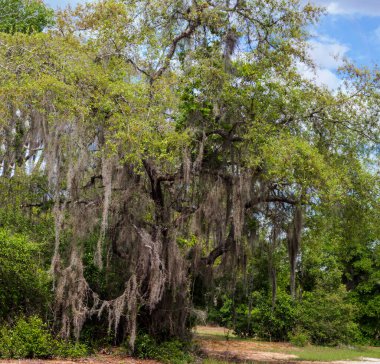 Apopka Gölü Döngü Yolu, Florida