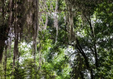 Apopka Gölü Döngü Yolu, Florida