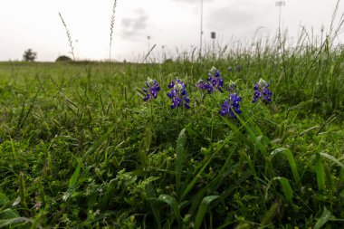 Bluebonnet Park, Ennis, Teksas Baharda