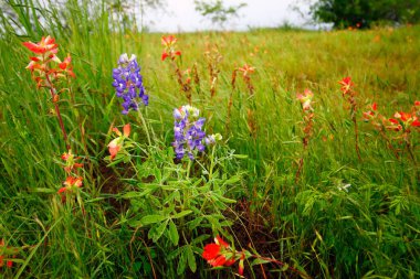 Bluebonnet Park, Ennis, Teksas