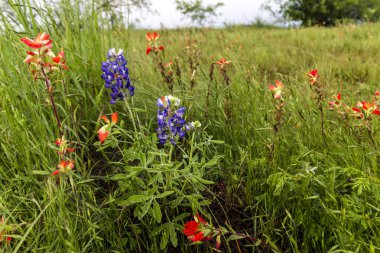 Bluebonnet Park, Ennis, Teksas