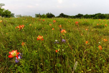Bluebonnet Park, Ennis, Teksas